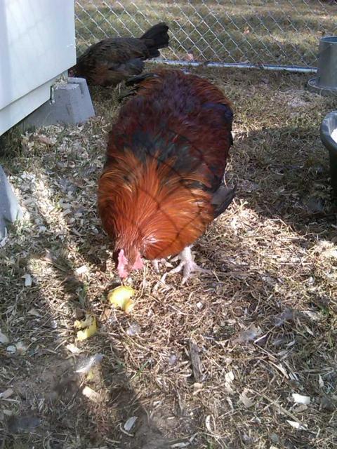 55361_red_dorking_rooster.jpg