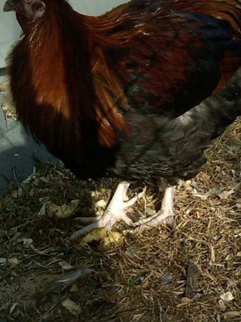 55361_red_dorking_toes.jpg