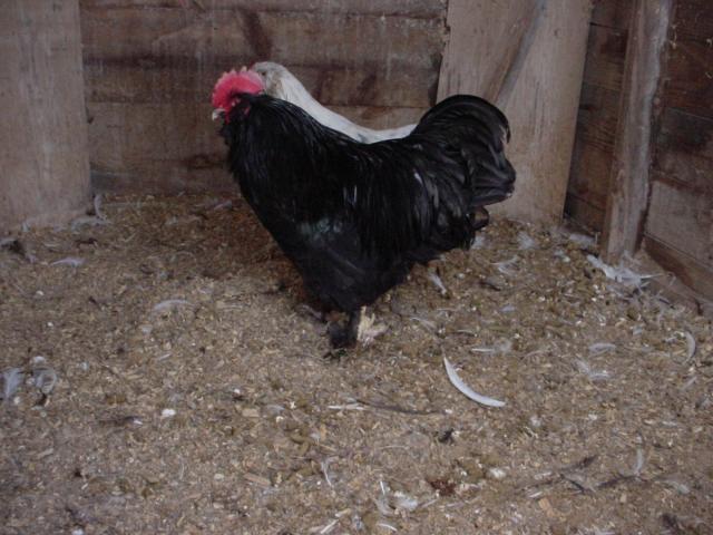 55370_dsc00390.jpg