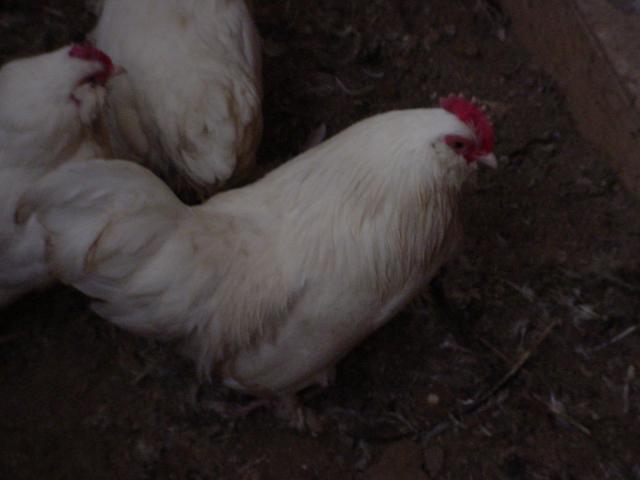 55370_dsc00393.jpg