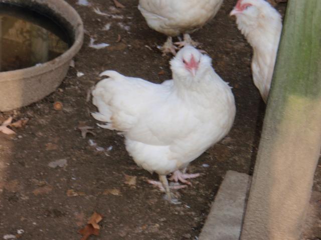 55370_pb200277.jpg