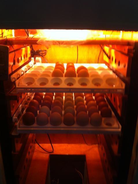 55375_farm_004.jpg