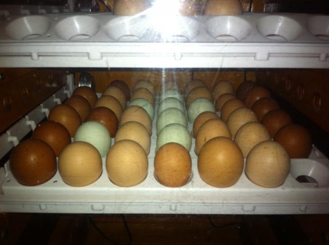 55375_farm_005.jpg