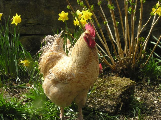 55380_lemon_cuckoo_neiderheiner.jpg