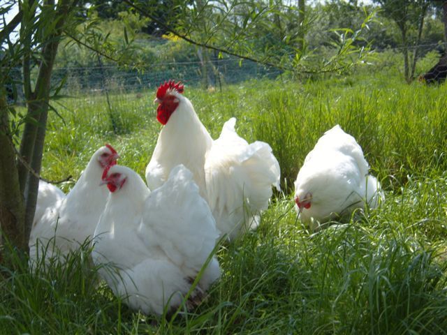 55380_poultry_756.jpg