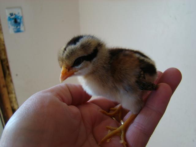 5538_chickens_002.jpg