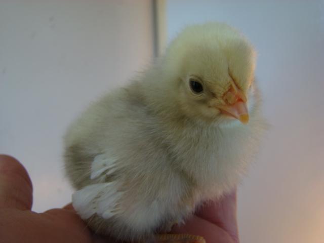 5538_chickens_005.jpg