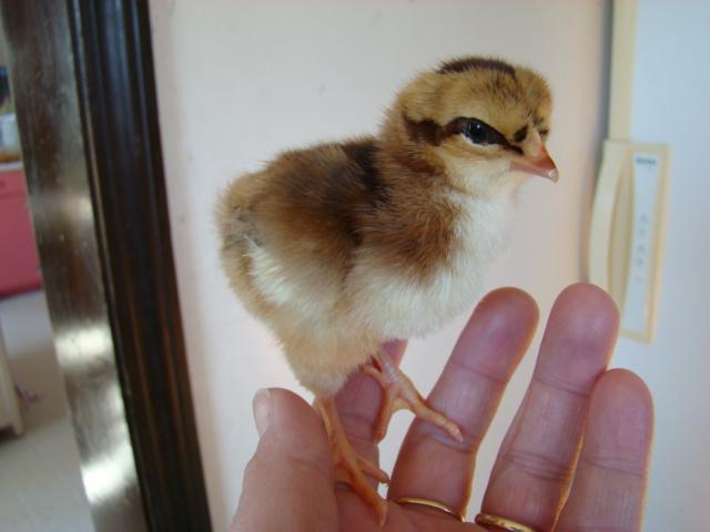 5538_chickens_007.jpg