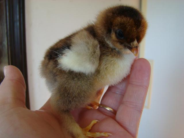 5538_chickens_010.jpg