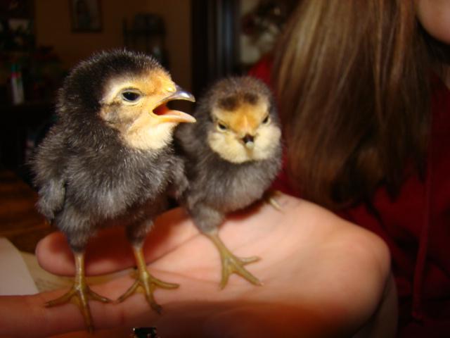 5538_chicks_017.jpg