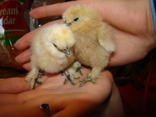 5538_chicks_022.jpg