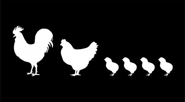 55406_chicken_-_family_2.jpg