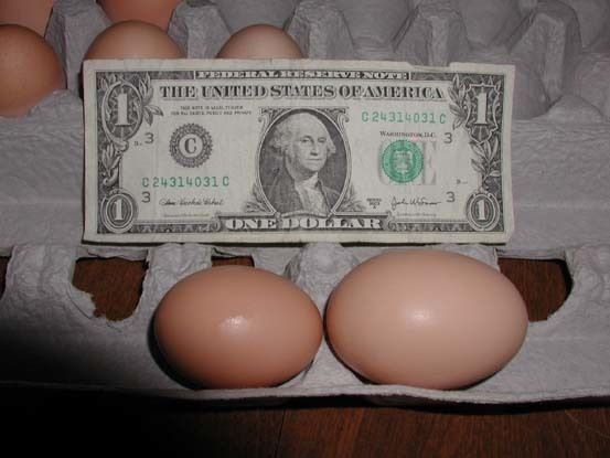 55427_24_egg.jpg