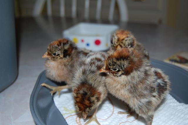 55434_4_mottled.jpg