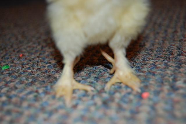 55434_5_toes.jpg