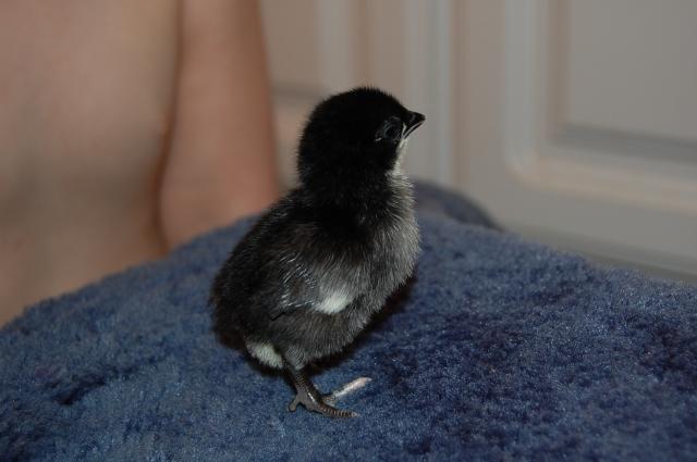 55434_black_chick.jpg