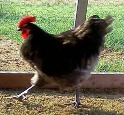 55434_bloo_rue_1.jpg