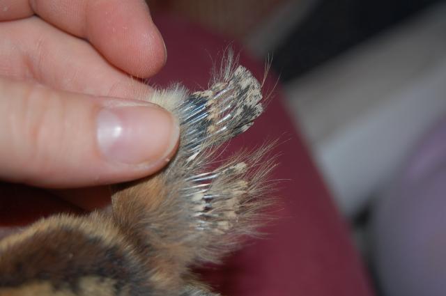 55434_chip1.jpg