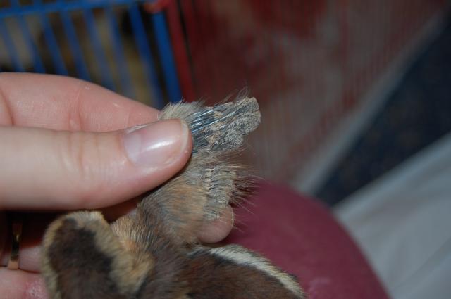 55434_chip3.jpg