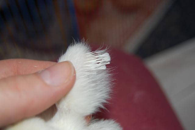 55434_white.jpg