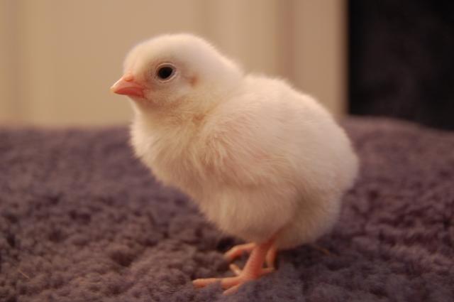 55434_white_chick.jpg