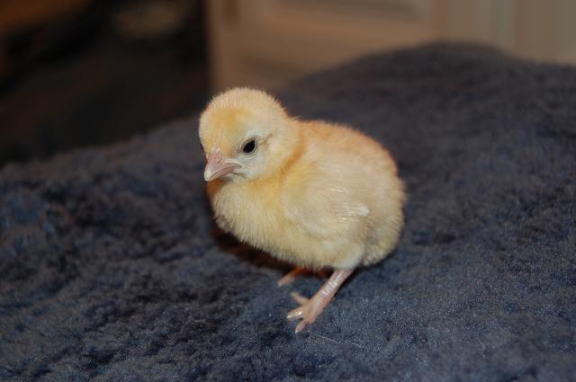 55434_yellow_chick.jpg