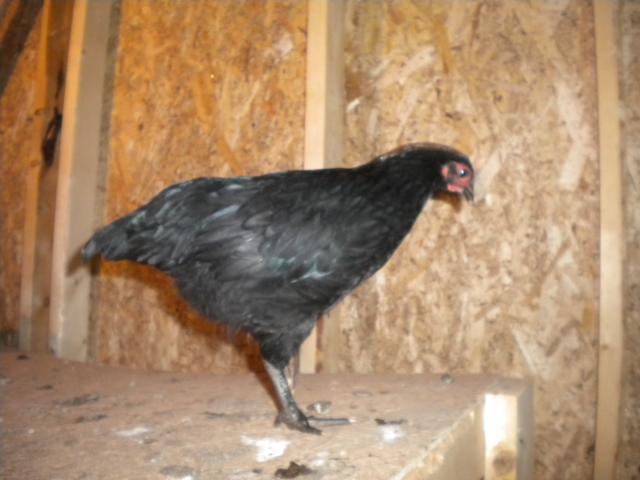 55446_chickens_012.jpg