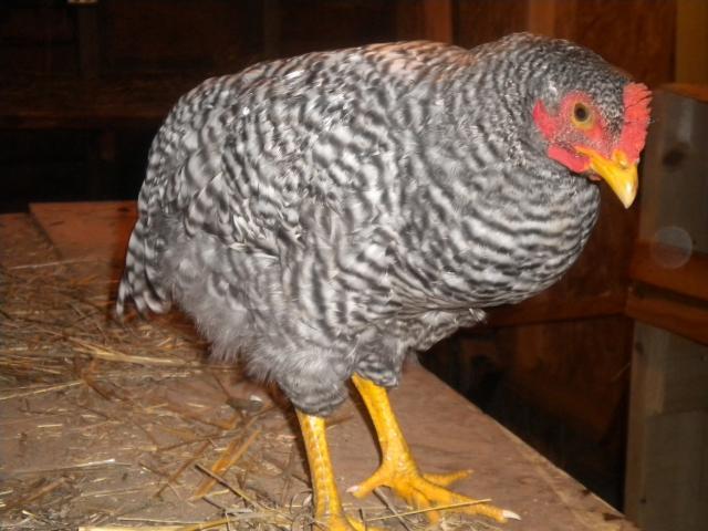 55446_chickens_5-14-10_003.jpg