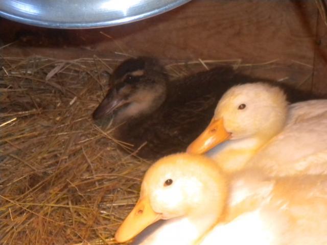 55446_chickens_5-14-10_012.jpg
