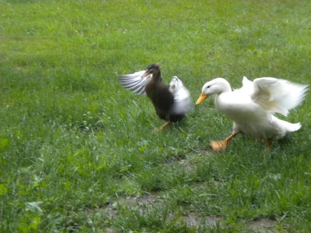 55446_fuuny_chick_contest_032.jpg