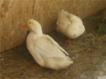 55446_selling_ducks_1.jpg