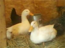 55446_selling_ducks_2.jpg