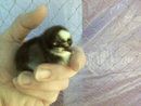 55456_2010_05_20_our_newest_chick.jpg