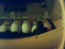 55456_2011_05_14_firstpeeps.jpg