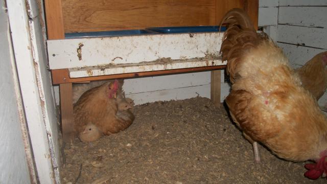 55456_2011_07_13_leo_momma_and_some_chicks.jpg
