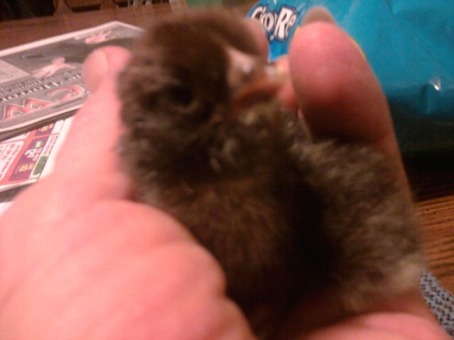 55456_2011_10_29_newest_chicks_5.jpg