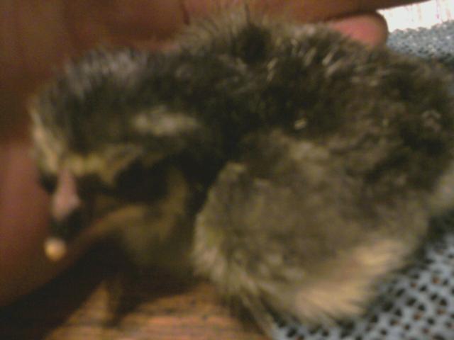 55456_2011_10_29_newest_chicks_6.jpg
