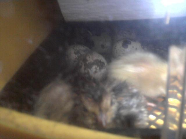55456_2011_11_30_new_baby_quail.jpg
