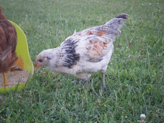 55466_chickens3half_009.jpg