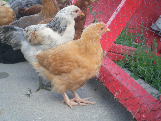 55466_chickens3half_023.jpg