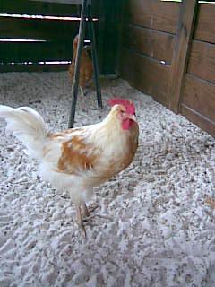 55471_image033.jpg