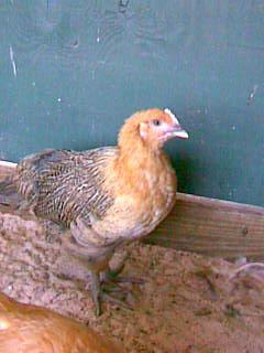 55471_image272.jpg