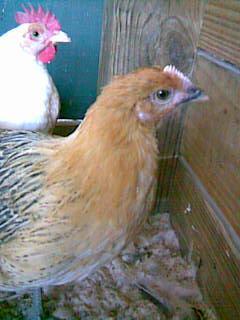 55471_image273.jpg