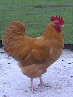55471_imagebo057.jpg