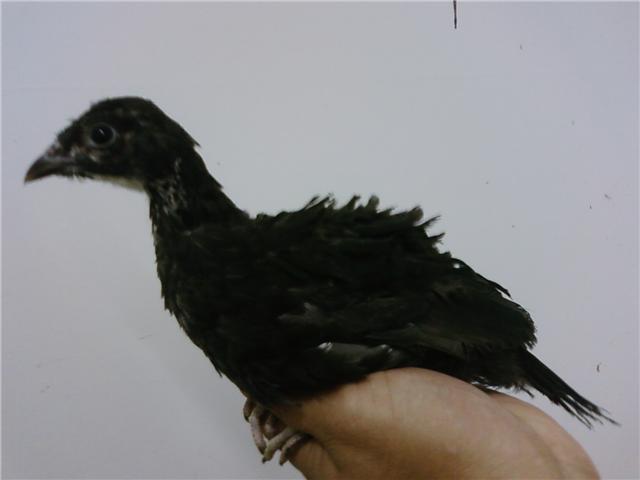 55494_melanistic_4_weeks_old.jpg