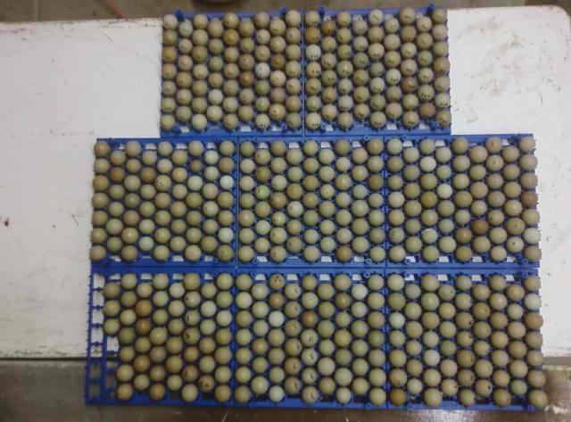 55494_pheasant_eggs.jpg