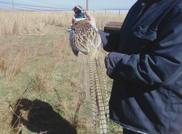 55494_ringneck_pheasant_7.jpg