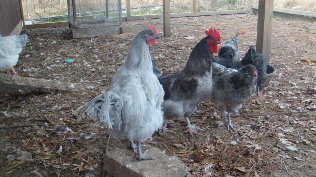 55495_chickens_nov_2011_slate_legs.jpg