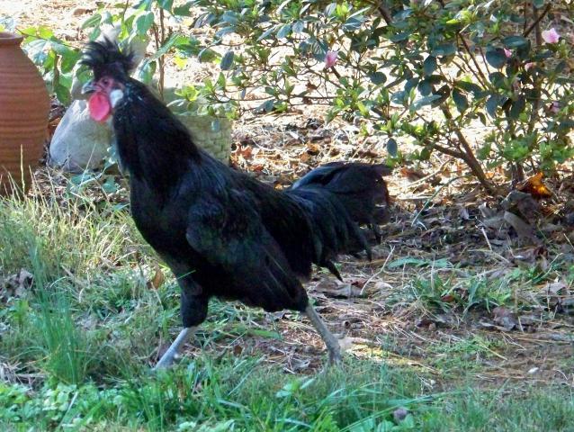 55496_black_spitz.jpg