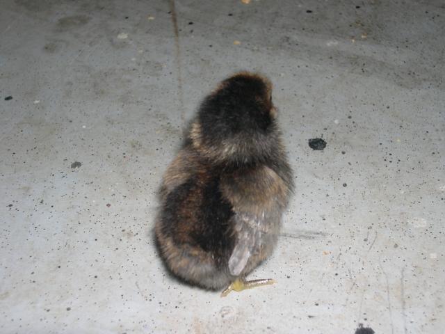 55537_dscn5282.jpg